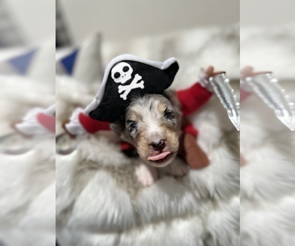 Medium Photo #39 Australian Shepherd Puppy For Sale in NEW BRAUNFELS, TX, USA