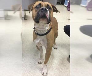 American Bulldog-Unknown Mix Dogs for adoption in Riverside, CA, USA