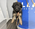 Puppy 7 German Shepherd Dog