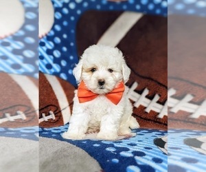 Maltipoo-Poodle (Miniature) Mix Puppy for sale in LINCOLN UNIVERSITY, PA, USA