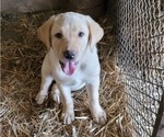 Puppy Red caller Labrador Retriever