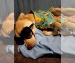 Small Photo #8 Bulldog-Huskies  Mix Puppy For Sale in Stephens City, VA, USA