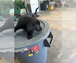 Puppy Puppy 2 Labrador Retriever