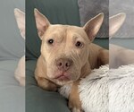 Small #5 Mutt