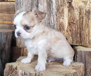 Chihuahua Puppy for sale in POTEAU, OK, USA