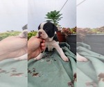 Puppy Benjie Boston Terrier