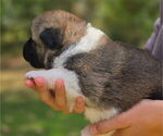 Small #2 Akita