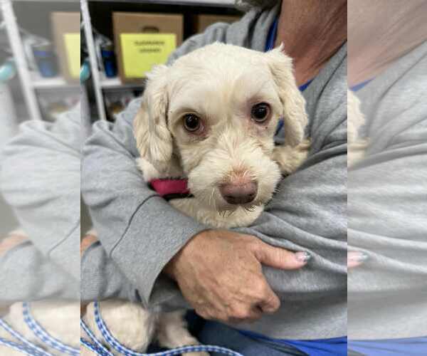 Medium Photo #2 Havanese Puppy For Sale in Lee's Summit, MO, USA