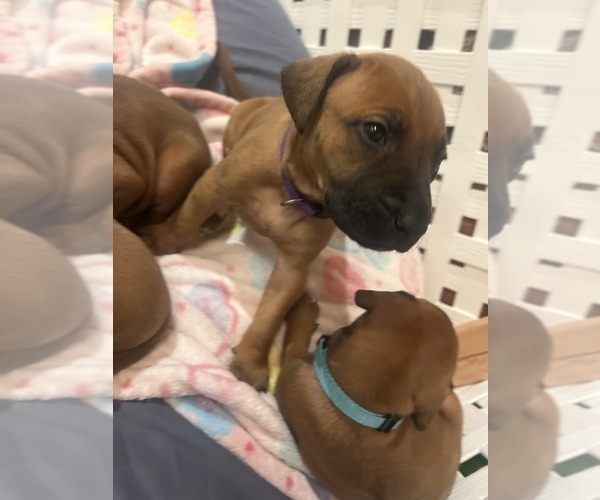 Medium Photo #5 Rhodesian Ridgeback Puppy For Sale in RIVERSIDE, CA, USA