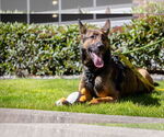 Small #8 German Shepherd Dog