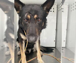 German Shepherd Dog Dogs for adoption in Stockton, CA, USA