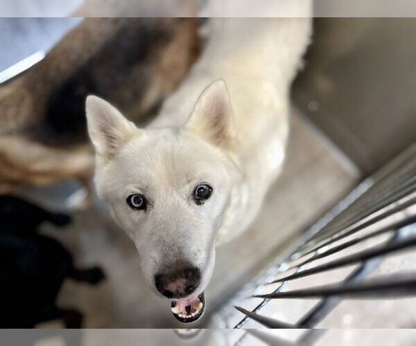 Medium Photo #2 Siberian Husky Puppy For Sale in San Bernardino, CA, USA