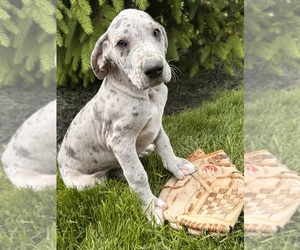 Great Dane Puppy for sale in MIDDLEBURY, IN, USA