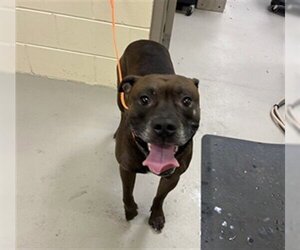 Staffordshire Bull Terrier-Unknown Mix Dogs for adoption in Sanford, FL, USA