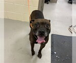 Small Staffordshire Bull Terrier Mix
