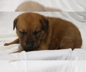 German Shepherd Dog-Unknown Mix Dogs for adoption in Thief River Falls, MN, USA