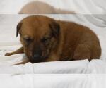 Small German Shepherd Dog Mix