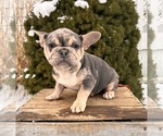 Small #4 French Bulldog