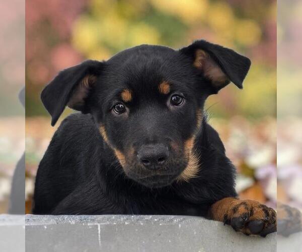 Medium Photo #1 Mutt Puppy For Sale in San Diego, CA, USA