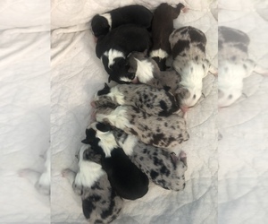 Australian Shepherd Puppy for sale in ROYALSTON, MA, USA