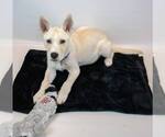 Small #6 Huskies  Mix