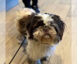 Small Shih Tzu Mix