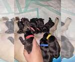 Small Photo #35 French Bulldog Puppy For Sale in FONTANA, CA, USA