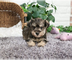 Small #1 Schnauzer (Miniature)