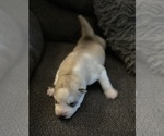 Small Photo #9 Siberian Husky Puppy For Sale in ARLINGTON, VT, USA