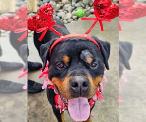 Rottweiler-Unknown Mix Dogs for adoption in Sacramento, CA, USA