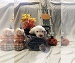 Puppy Checkers Old English Sheepdog
