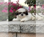 Small #2 Shih Tzu