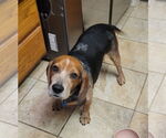 Small #4 Beagle