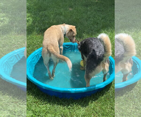 Medium Photo #7 Mutt Puppy For Sale in Garden City, NY, USA