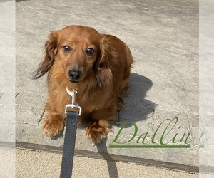 Father of the Dachshund puppies born on 02/18/2026