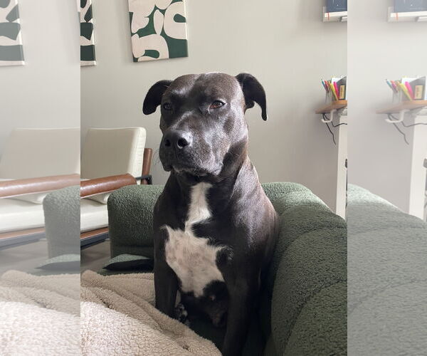Medium Photo #8 American Pit Bull Terrier-Labrador Retriever Mix Puppy For Sale in Holly Springs, NC, USA