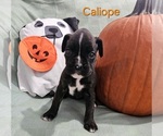 Puppy Calliope Boxer