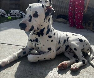 Dalmatian Puppy for Sale in VAN NUYS, California USA