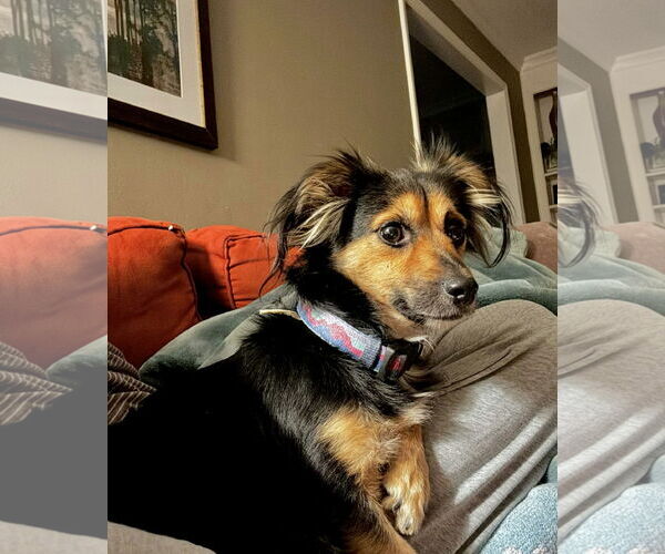 Medium Photo #6 Dachshund Puppy For Sale in Arlington, VA, USA