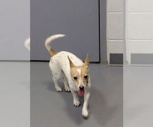 Chihuahua-Unknown Mix Dogs for adoption in South Bend, IN, USA