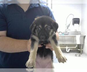 German Shepherd Dog Dogs for adoption in Pasadena, TX, USA