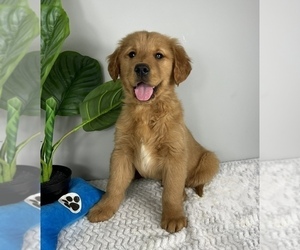 Golden Retriever Puppy for sale in FRANKLIN, IN, USA