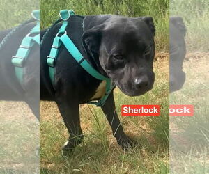 Sherlock - Male Mutt Dog for Adoption - Photo #6