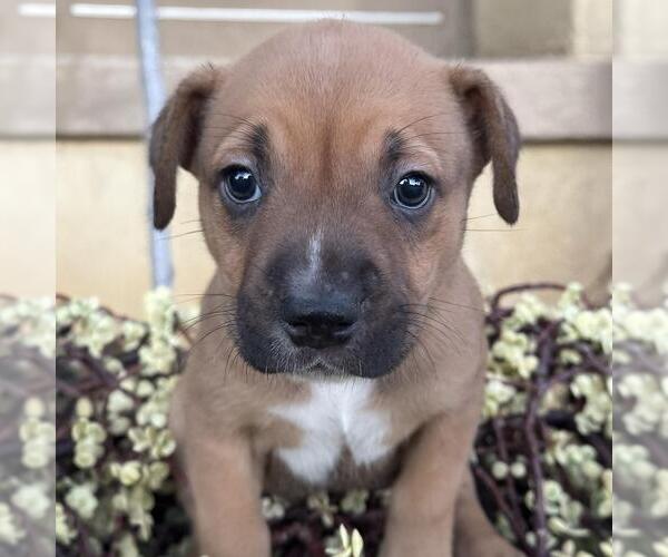 Medium Photo #2 Labrador Retriever-Unknown Mix Puppy For Sale in San Diego, CA, USA