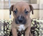 Small Photo #2 Labrador Retriever-Unknown Mix Puppy For Sale in San Diego, CA, USA