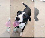 Small Photo #7 Border Collie-Unknown Mix Puppy For Sale in Oakhurst, NJ, USA