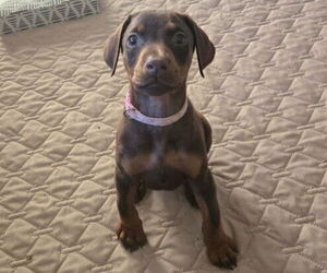 Doberman Pinscher Puppy for sale in ROUND ROCK, TX, USA