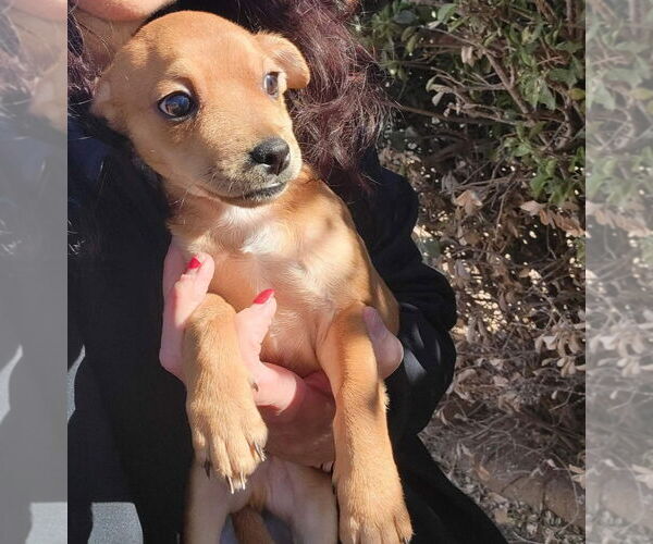 Medium Photo #3 Chiweenie Puppy For Sale in Grafton, WI, USA