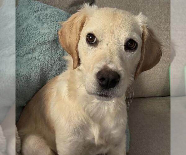 Medium Photo #5 Labrador Retriever-Unknown Mix Puppy For Sale in San Diego, CA, USA