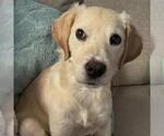 Small #4 Labrador Retriever Mix